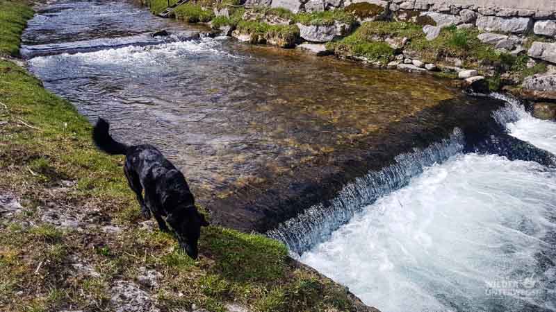 Naturidyll Pielachtal Steinschalerhof Web (125 Von 323)