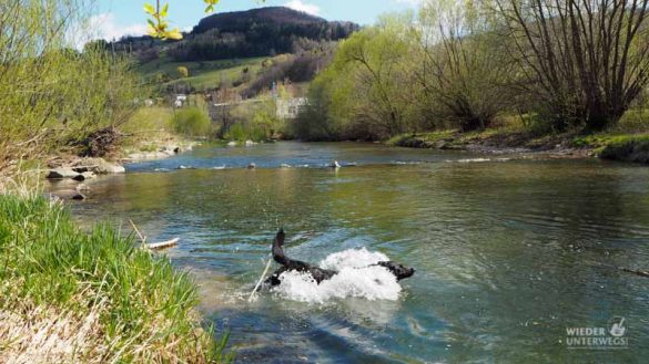 Naturidyll Pielachtal Steinschalerhof Web (165 Von 323)