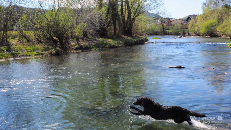 pielachtal hund baden