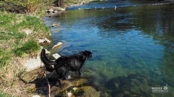 Naturidyll Pielachtal Steinschalerhof Web (216 Von 323)