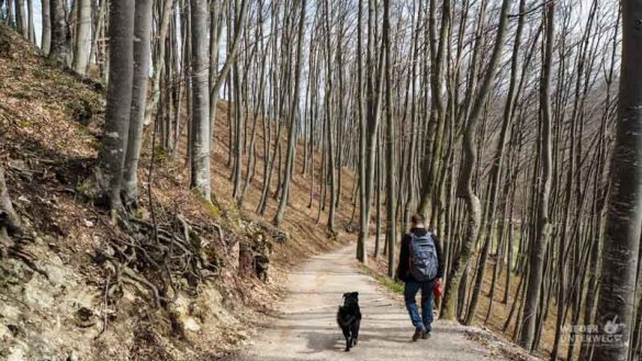 Naturidyll Pielachtal Steinschalerhof Web (317 Von 323)