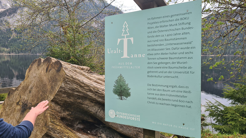 baum im altausseer see