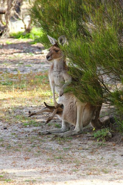 kalbarri coast und wildflower park  (18)