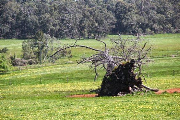 Südsüdwesten Australien (15)