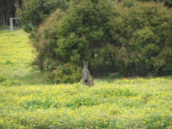 Südsüdwesten Australien (7)