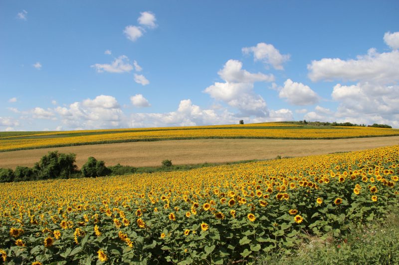 Weinviertel Raps blühend