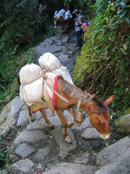 pferd nepal trek