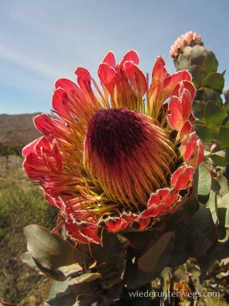 straussen südafrika protea