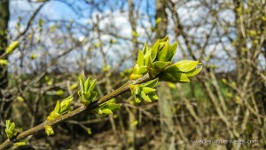 hochleithen gipfel 04042015 (9 von 12)