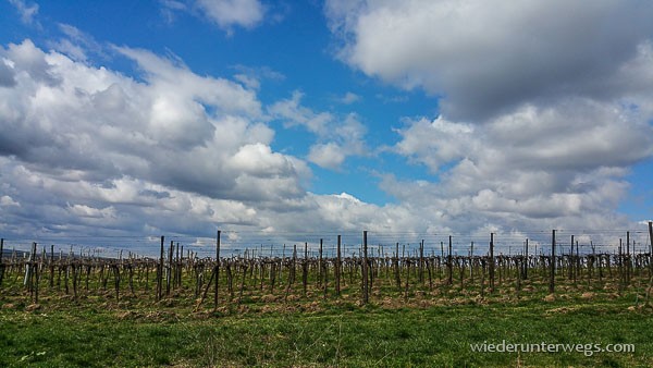 weinberg walking gaweinstal 03042015 (6 von 15)