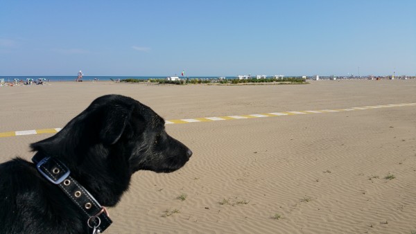 Hund in Caorle am Strand