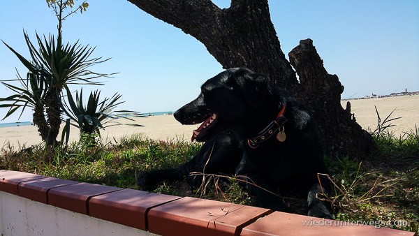 Caorle Hund im Schatten