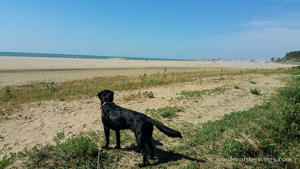 Caorle Strand Hund