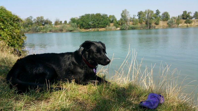 hund am wasser badeteich