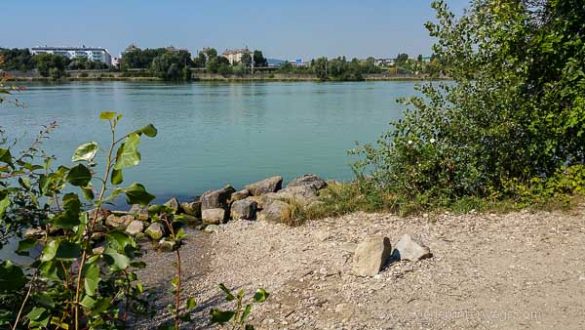 Donauinsel Hundebaden August 2015 (4 Von 11)