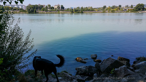 Donauinsel Hundebaden August 2015 (6 Von 11)