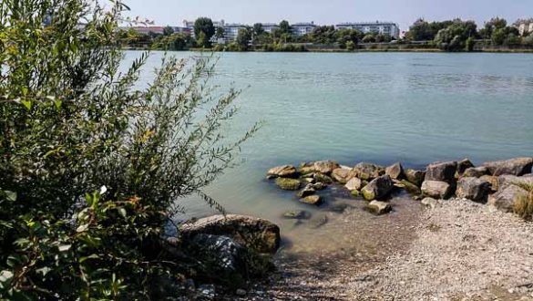 Donauinsel Hundebaden August 2015 (7 Von 11)