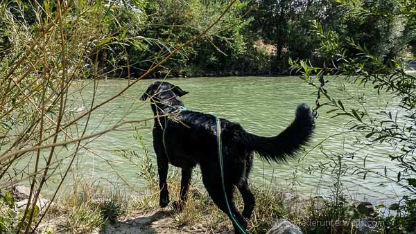 hund donauinsel hundestrand