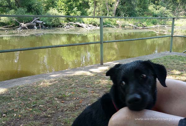 Hund im Kamptal