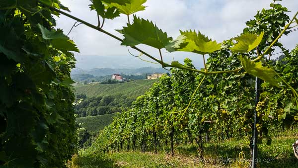 Südsteiermark ausblick rebe buschenschank