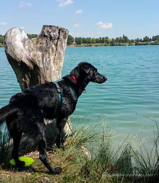 mit hund spielen hirschstetten