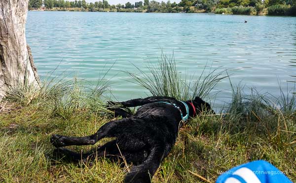 badeteich hirschstetten schwarzer hund