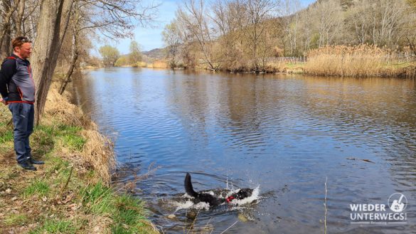 hund baden kamptal