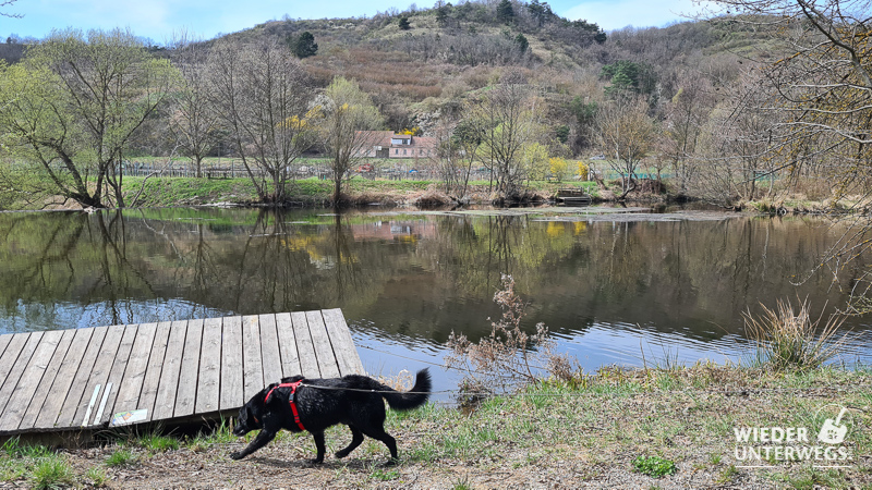 strandbad zöbing kamptal hund