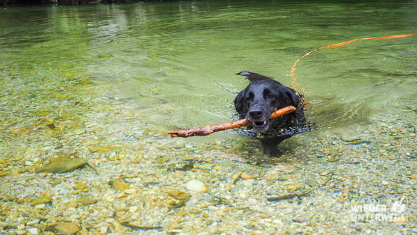 wasserung hund am wasserleitungswanderweg