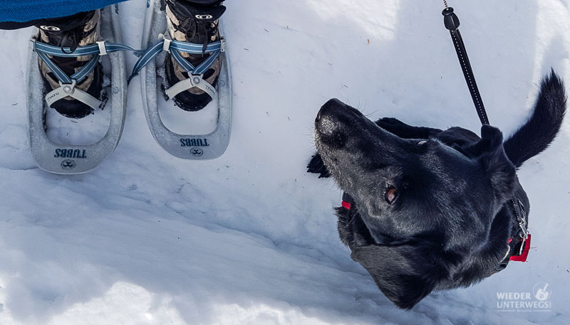 hund mit schneeschuhen