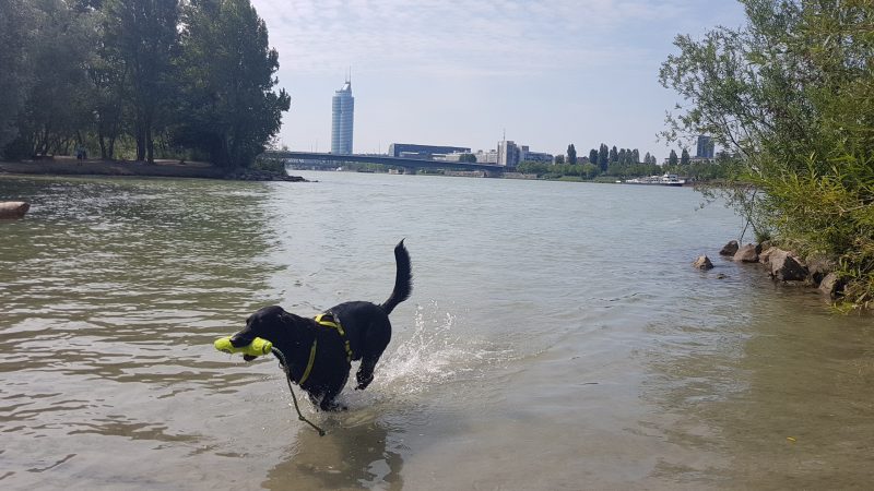 Hundezone Donauinsel Hundebadestrand Nordmit Millennium Tower