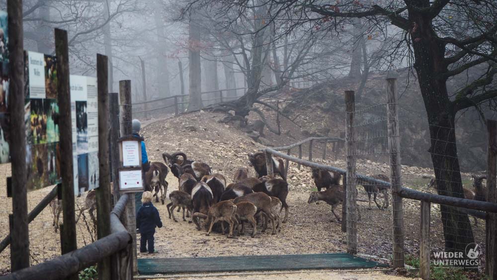 Fütterung Wildpark Ernstbrunn
