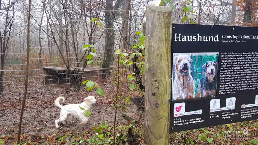 haushund ernstbrunn