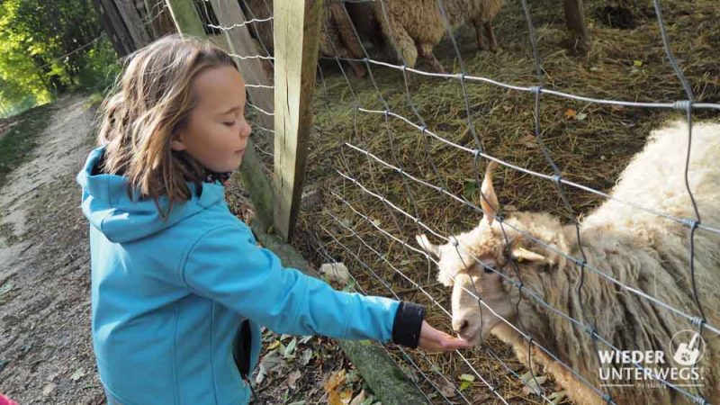 schafe füttern ernstbrunn