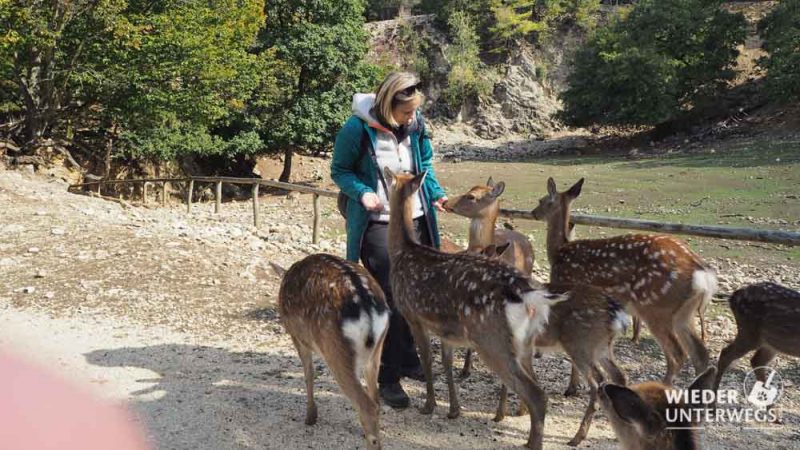 füttern wildpark ernstbrunn