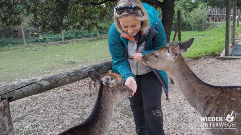 fütterung rehe wildpark ernstbrunn