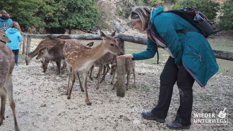 wildpark ernstbrunn mit rehen