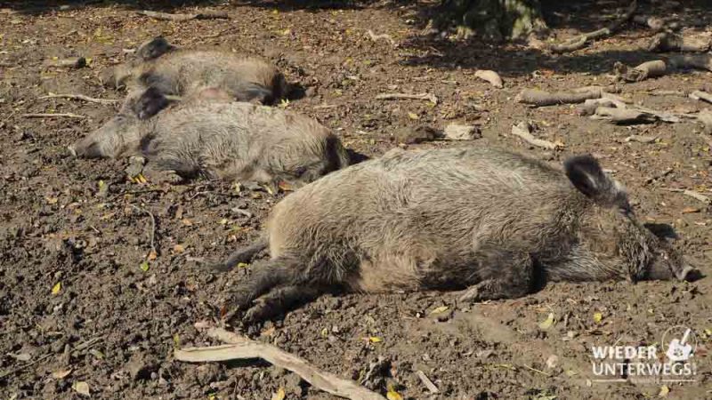 wildschweine tierpark ernstbrunn