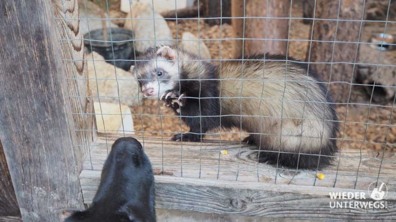 frettchen wildpark ernstbrunn mit hund