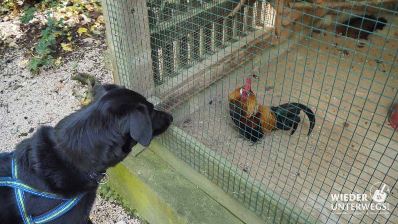 hund im wildpark ernstbrunn