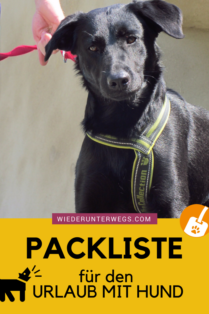 packliste camping urlaub mit hund