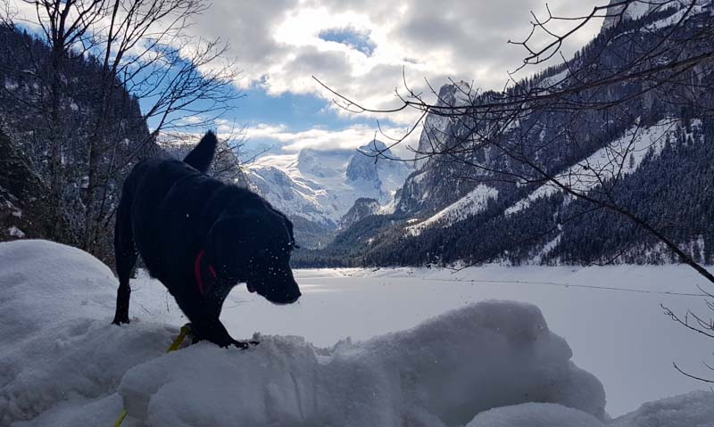 Gosau Krippenstein Hallstättersee Ausflug gosau hund see