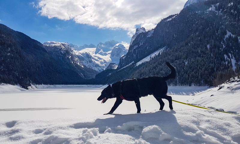 Gosau Krippenstein Hallstättersee Ausflug