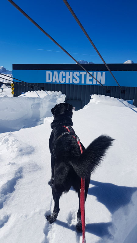 Gosau Krippenstein Hallstättersee Ausflug krippenstein hund