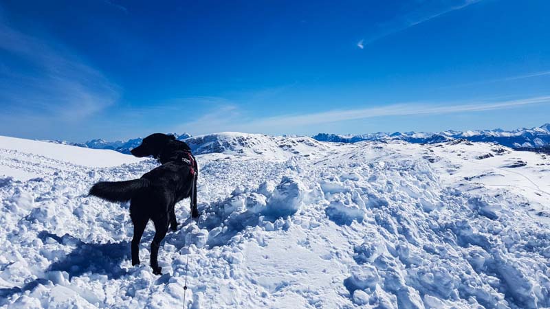 Schnee krippenstein hund Gosau Krippenstein Hallstättersee Ausflug