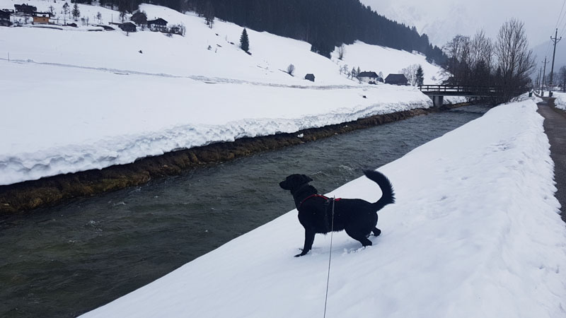 Gosau Krippenstein Hallstättersee Ausflug Flusswanderweg hund