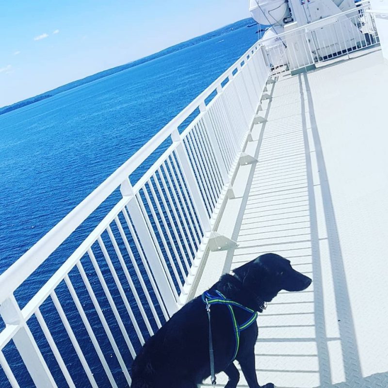 hund auf fähre norwegen trip schweden camping