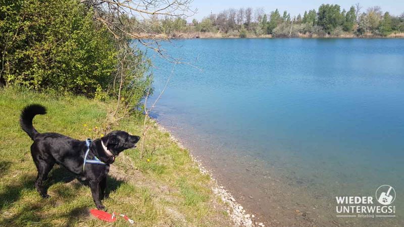 Badeteich Süßenbrunn Hund