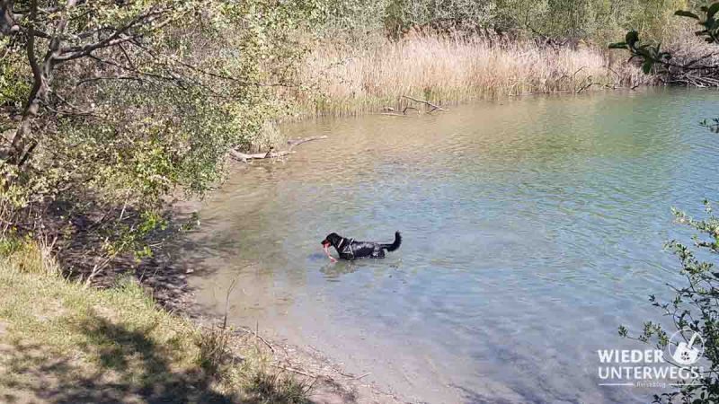 Bad im Teich Süßenbrunn