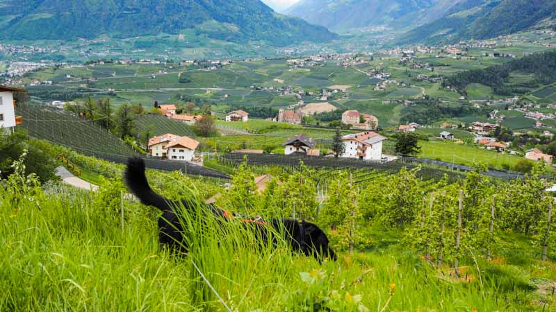 schenna wandern waalweg